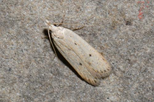 Réf. 241 893 : Nothris verbascella